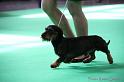 Crufts2011_2 862